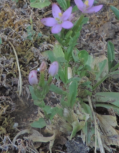 dal mio giardino - Centaurium erythraea